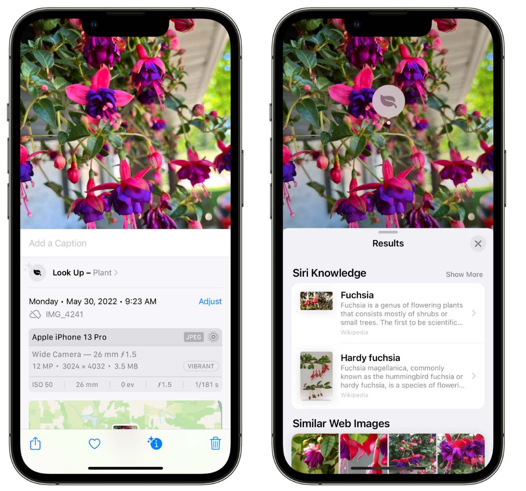高陵苹果手机维修分享小技巧：使用 iPhone 相机识别花卉植物 